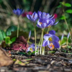 Crocus Speciosus -UK Garden Plants Shop crocus speciosus 5 scaled