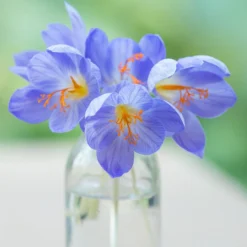 Crocus Speciosus -UK Garden Plants Shop crocus speciousus 4