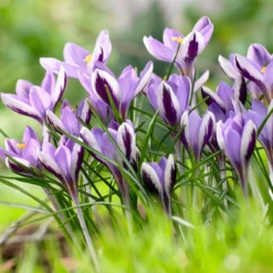 Crocus 'Spring Beauty' -UK Garden Plants Shop crocus spring beauty 3