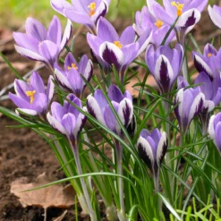 Crocus 'Spring Beauty' -UK Garden Plants Shop crocus spring beauty 4