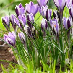 Crocus 'Spring Beauty' -UK Garden Plants Shop crocus spring beauty 5