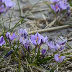 Crocus 'Spring Beauty' -UK Garden Plants Shop crocus spring beauty 7 scaled