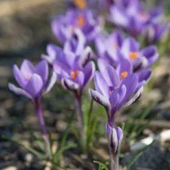 Crocus 'Spring Beauty' -UK Garden Plants Shop crocus spring beauty 8 scaled