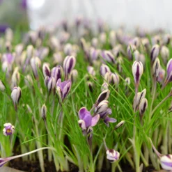 Crocus 'Spring Beauty' -UK Garden Plants Shop crocus spring beauty 9 scaled