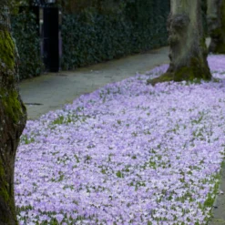 Crocus Tommasinianus -UK Garden Plants Shop crocus tommasinianus 1