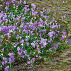 Crocus Tommasinianus -UK Garden Plants Shop crocus tommasinianus 10 scaled
