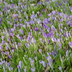 Crocus Tommasinianus -UK Garden Plants Shop crocus tommasinianus 11 scaled
