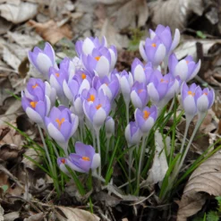 Crocus Tommasinianus -UK Garden Plants Shop crocus tommasinianus 13