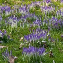 Crocus Tommasinianus -UK Garden Plants Shop crocus tommasinianus 14 scaled