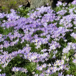 Crocus Tommasinianus -UK Garden Plants Shop crocus tommasinianus 2
