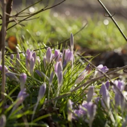 Crocus Tommasinianus -UK Garden Plants Shop crocus tommasinianus 3