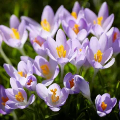 Crocus Tommasinianus -UK Garden Plants Shop crocus tommasinianus 4