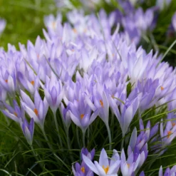Crocus Tommasinianus -UK Garden Plants Shop crocus tommasinianus 5