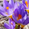 Crocus Sieberi 'Tricolor'