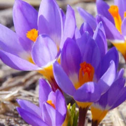 Crocus Sieberi 'Tricolor'
