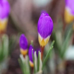 Crocus Sieberi 'Tricolor' -UK Garden Plants Shop crocus tricolor 2 ccbe2c74 daa8 4697 924c bb1c8eb5a191 scaled
