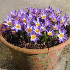 Crocus Sieberi 'Tricolor' -UK Garden Plants Shop crocus tricolor 3 scaled