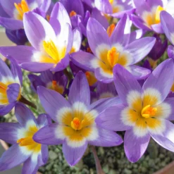 Crocus Sieberi 'Tricolor' -UK Garden Plants Shop crocus tricolor 4 scaled
