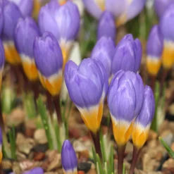 Crocus Sieberi 'Tricolor' -UK Garden Plants Shop crocus tricolor 5 scaled