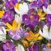 Crocus 'Mixed Colours' -UK Garden Plants Shop crocus vernus mixed colours