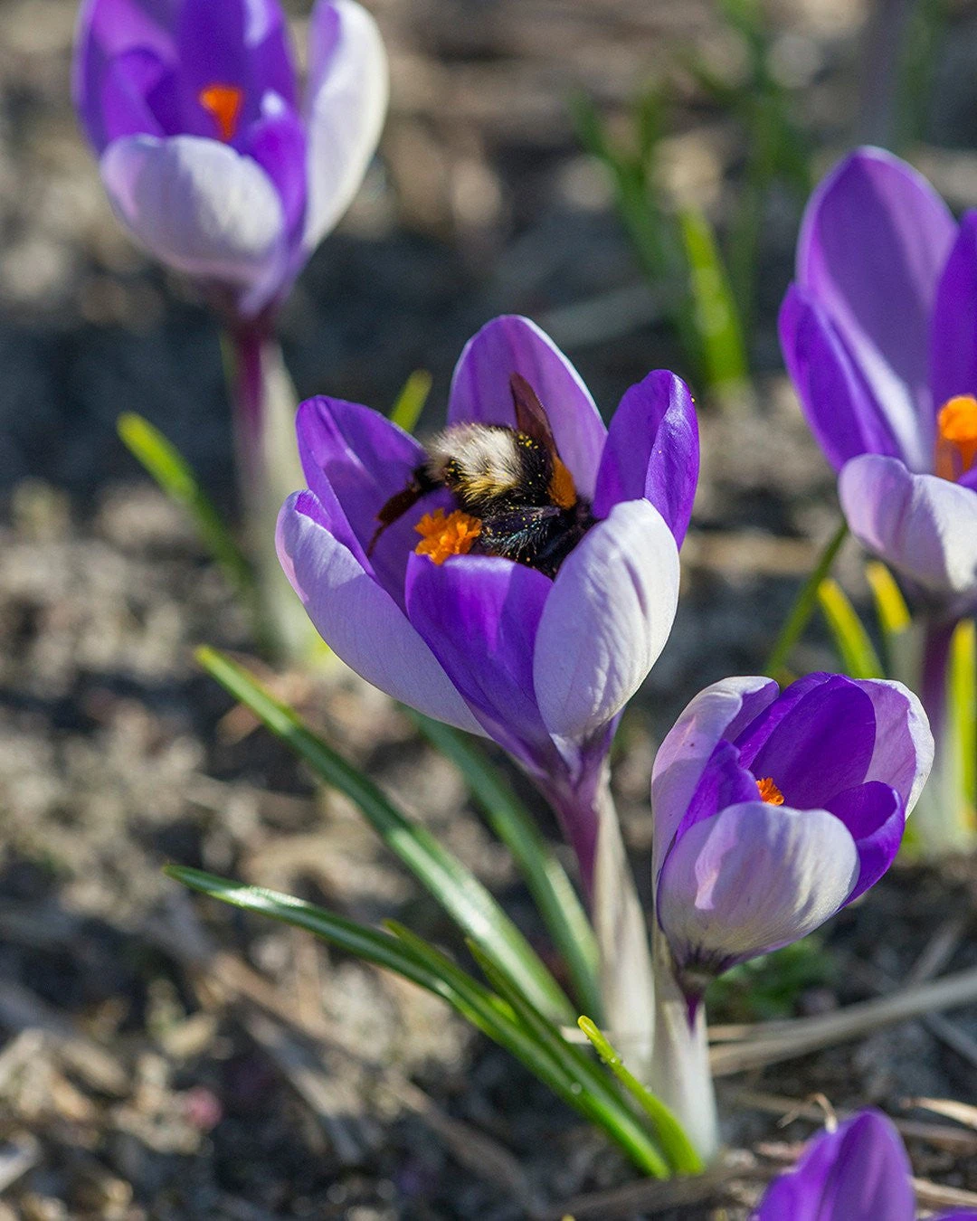 Crocus 'Yalta' 4 Crocus 'Yalta' - Image 2