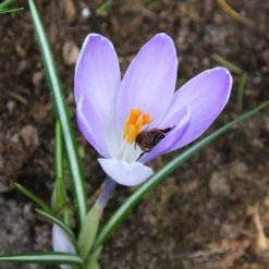 Crocus 'Yalta' 18 Crocus 'Yalta' -UK Garden Plants Shop crocus yalta 1 86aeb92c 8a0a 4c76 93c4 87fef66b2188