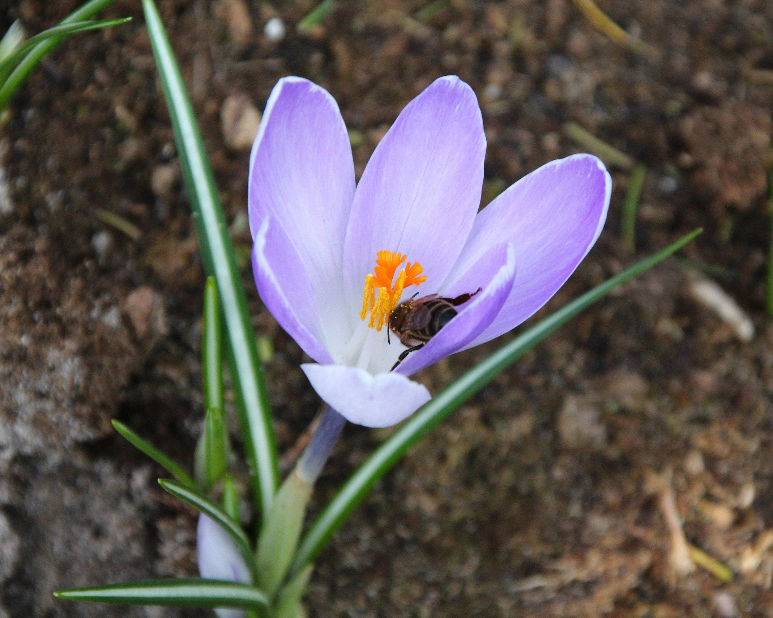 Crocus 'Yalta' 9 Crocus 'Yalta' - Image 7