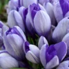 Crocus 'Yalta' -UK Garden Plants Shop crocus yalta 1 bcc01b9f 2afd 4bb6 b291 3c1e8103d45f scaled