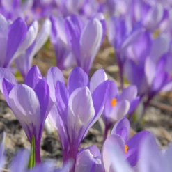 Crocus 'Yalta' 15 Crocus 'Yalta' -UK Garden Plants Shop crocus yalta 2