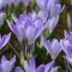 Crocus 'Yalta' 19 Crocus 'Yalta' -UK Garden Plants Shop crocus yalta 2 7886e54f 57c0 407b b907 7e438003fa75