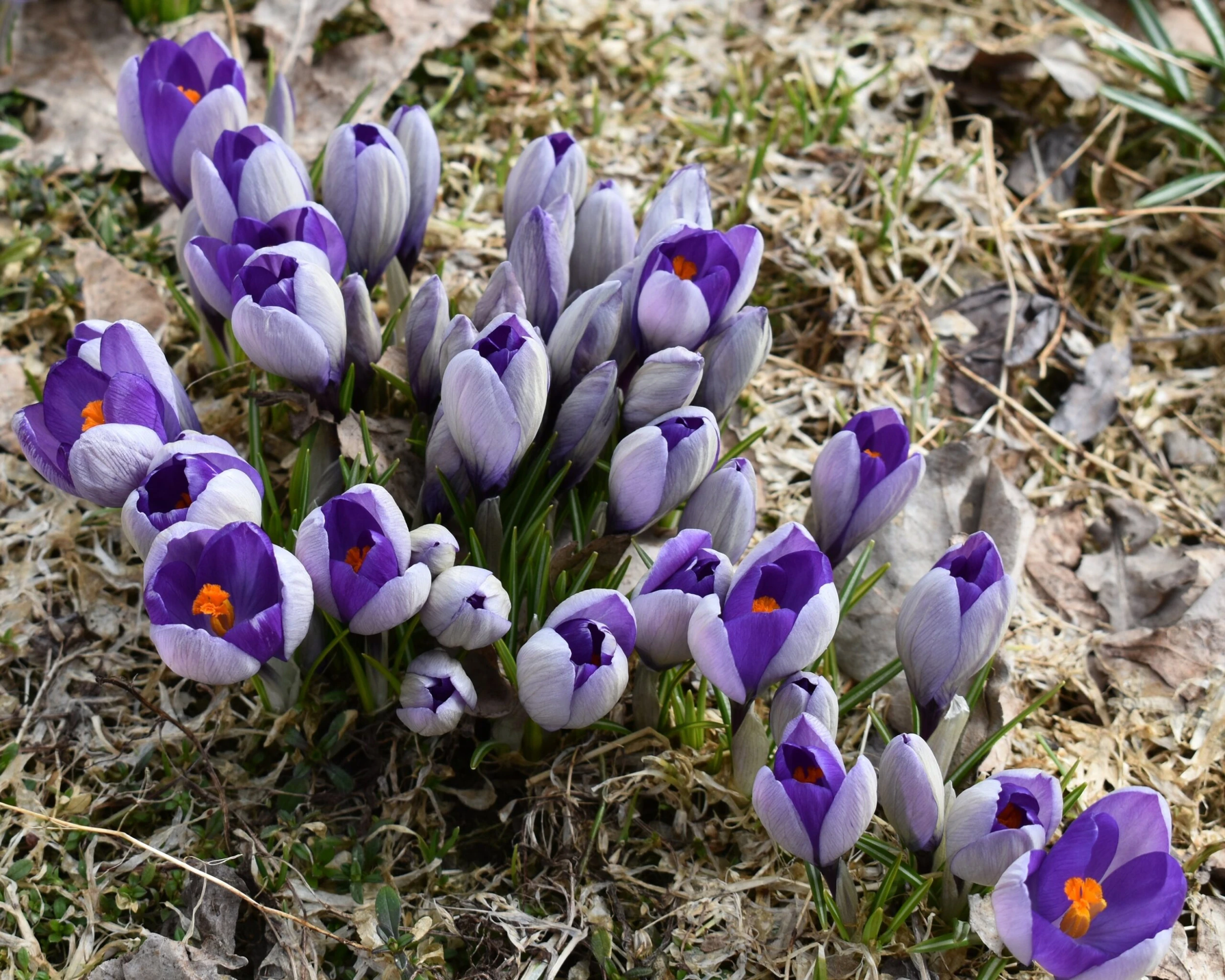 Crocus 'Yalta' 7 Crocus 'Yalta' - Image 5