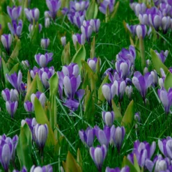 Crocus 'Yalta' 17 Crocus 'Yalta' -UK Garden Plants Shop crocus yalta 3