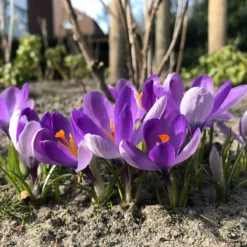 Crocus 'Yalta' 14 Crocus 'Yalta' -UK Garden Plants Shop crocus yalta 6