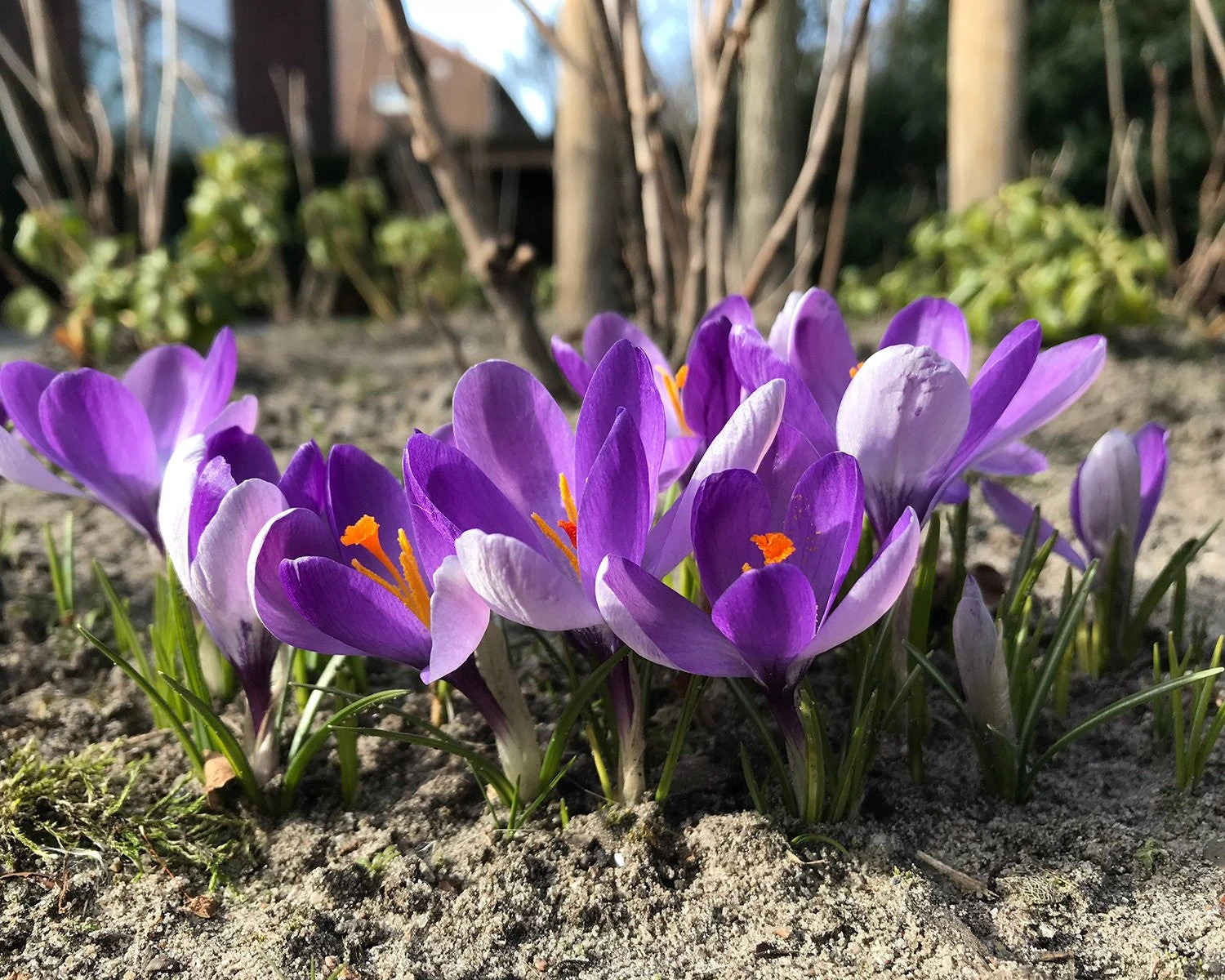 Crocus 'Yalta' 5 Crocus 'Yalta' - Image 3