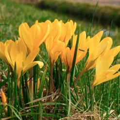 Crocus 'Yellow' -UK Garden Plants Shop crocus yellow 2