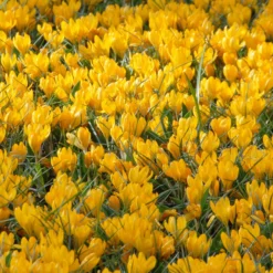 Crocus 'Yellow' -UK Garden Plants Shop crocus yellow 3