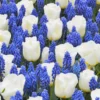 Collection 'Delft Blue' -UK Garden Plants Shop delft blue 1