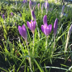 Crocus 'Yalta' 20 Crocus 'Yalta' -UK Garden Plants Shop file 6 scaled