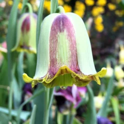 Fritillaria Acmopetala