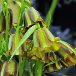 Fritillaria Acmopetala -UK Garden Plants Shop fritillaria acmopetala 2