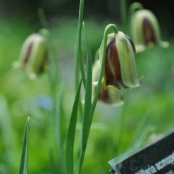 Fritillaria Acmopetala -UK Garden Plants Shop fritillaria acmopetala 6