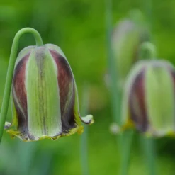 Fritillaria Acmopetala -UK Garden Plants Shop fritillaria acmopetala 7