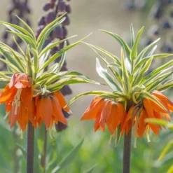 Fritillaria Imperialis 'Aureomarginata' -UK Garden Plants Shop fritillaria aureomarginata 3 scaled