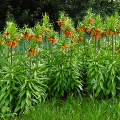Fritillaria Imperialis 'Aurora' -UK Garden Plants Shop fritillaria aurora 1