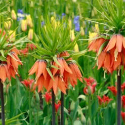 Fritillaria Imperialis 'Aurora' -UK Garden Plants Shop fritillaria aurora 2 36ac8a0f ba4d 446b 8ce4 b4d9ffa4faa2 scaled