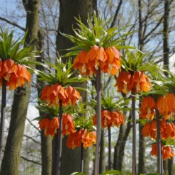Fritillaria Imperialis 'Aurora' -UK Garden Plants Shop fritillaria aurora 3