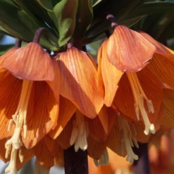 Fritillaria Imperialis 'Aurora' -UK Garden Plants Shop fritillaria aurora 3 627aca8b e924 4302 b3e6 20b86e371a85 scaled