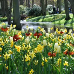 Fritillaria Imperialis 'Aurora' -UK Garden Plants Shop fritillaria aurora 4 scaled