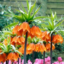 Fritillaria Imperialis 'Aurora' -UK Garden Plants Shop fritillaria aurora 5 scaled
