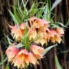 Fritillaria 'Early Fantasy' -UK Garden Plants Shop fritillaria early fantasy 1